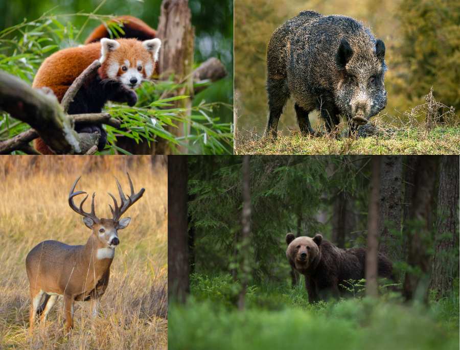 Rừng đen nước Đức có hệ sinh thái phong phú với nhiều loài động vật quý hiếm