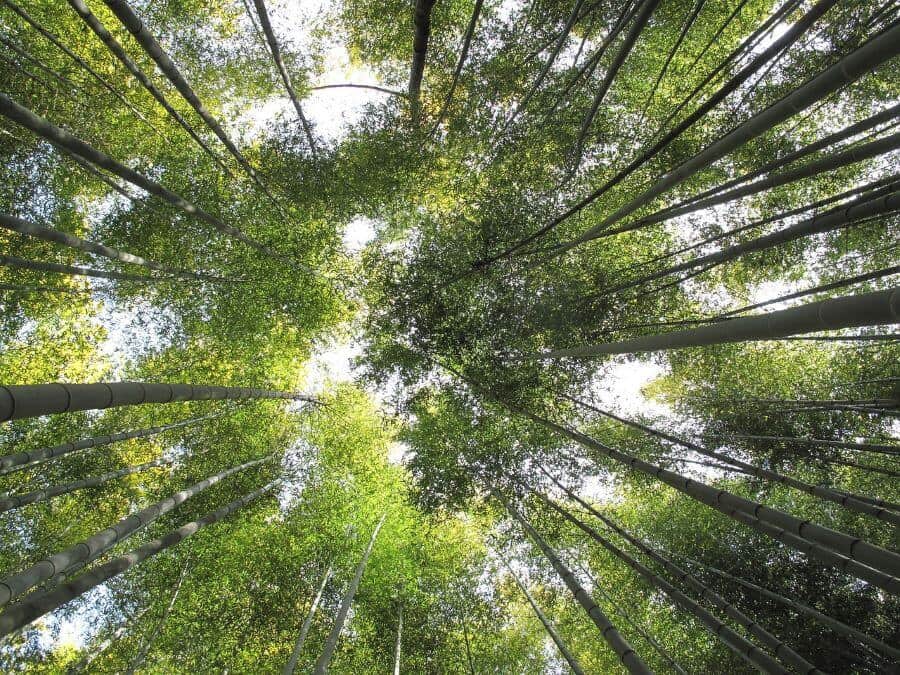 Không gian xanh mát, yên bình tại Rừng trúc Juknokwon mang trong mình những nét đặc biệt khó tả