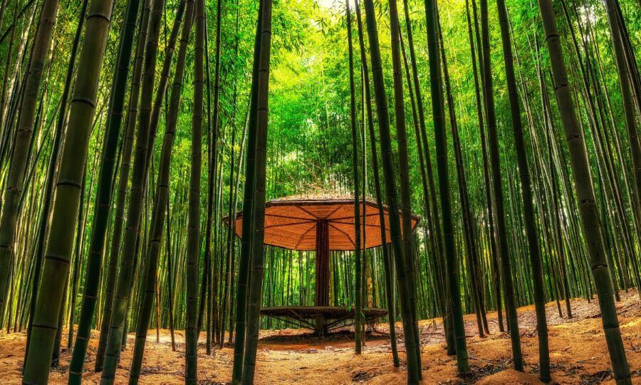 Rừng trúc Juknokwon không chỉ là một điểm du lịch mà còn mang ý nghĩa văn hóa và tinh thần đối với người dân Hàn Quốc