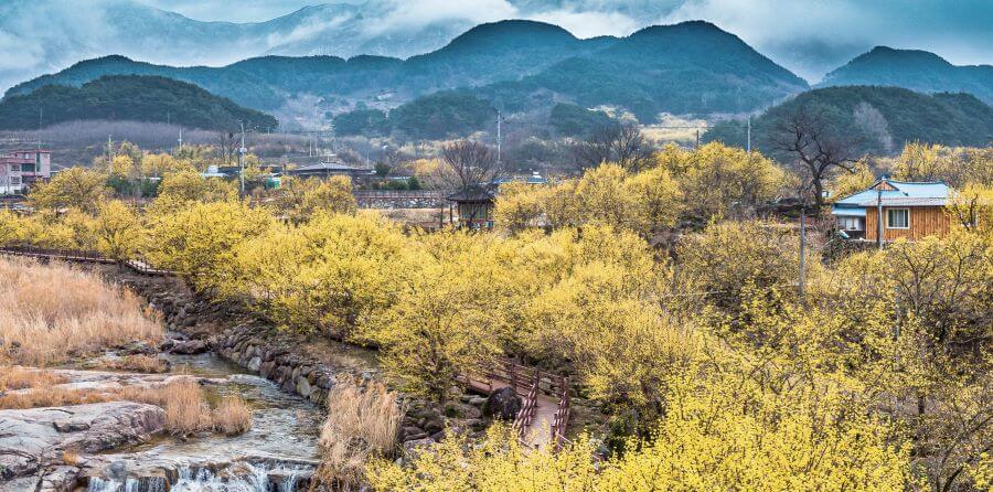 Sắc vàng rực rỡ của Lễ hội hoa Sơn thù du tại Gurye, Hàn Quốc