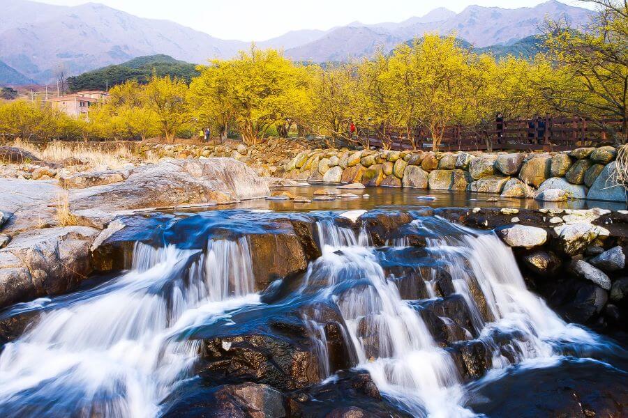 Lễ hội hoa Sơn thù du Gurye là thời điểm mà hàng ngàn bông hoa nhỏ li ti với màu vàng tươi tắn bung nở, tạo nên một bức tranh thiên nhiên tuyệt đẹp