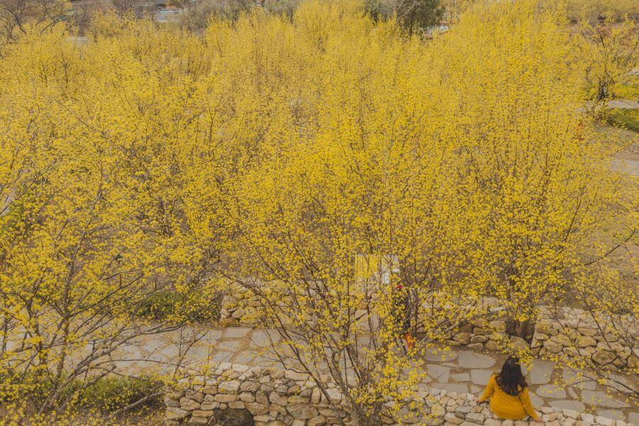 Lễ hội hoa Sơn thù du Gurye là cơ hội để bạn tận hưởng không gian thanh bình và lãng mạn của vùng quê