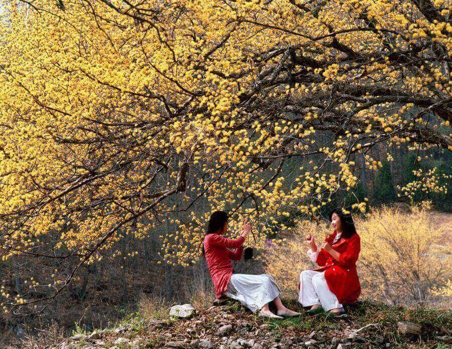 Chiếc “nền vàng” của những bông hoa sơn thù du hứa hẹn sẽ mang đến cho bạn thật nhiều bức ảnh “xịn sò”