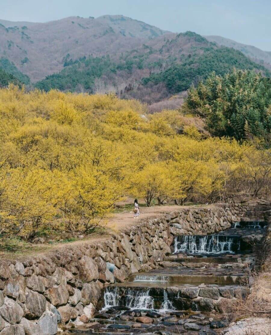 Lễ hội hoa Sơn thù du Gurye là dịp để bạn được chiêm ngưỡng vẻ đẹp của loài hoa vàng óng rực rỡ này