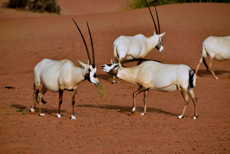 Khi đến đây, bạn có thể ngắm nhìn nhiều loại động thực vật có nguy cơ bị tuyệt chủng