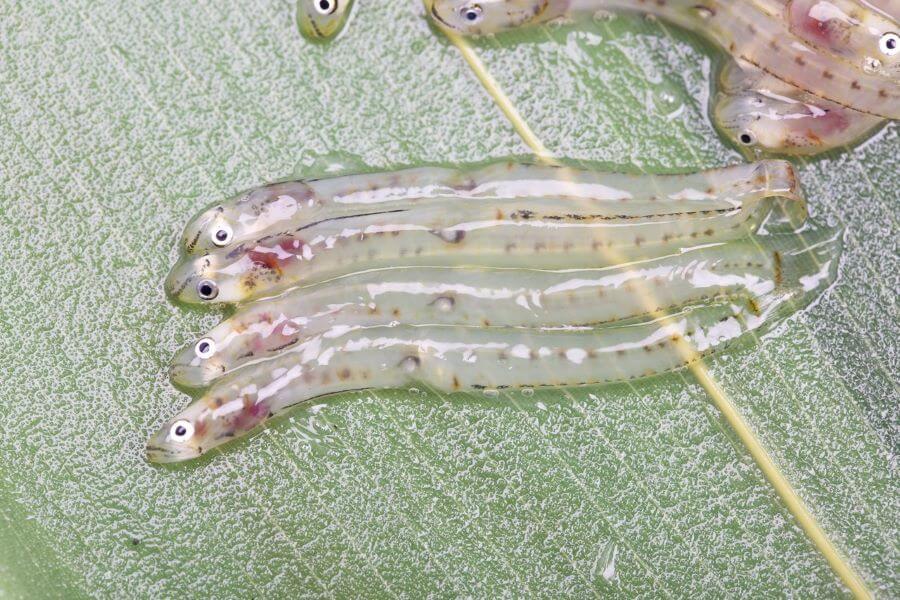 Những chú cá shirouo tươi sống sẽ là nguyên liệu chính cho món ăn độc đáo này