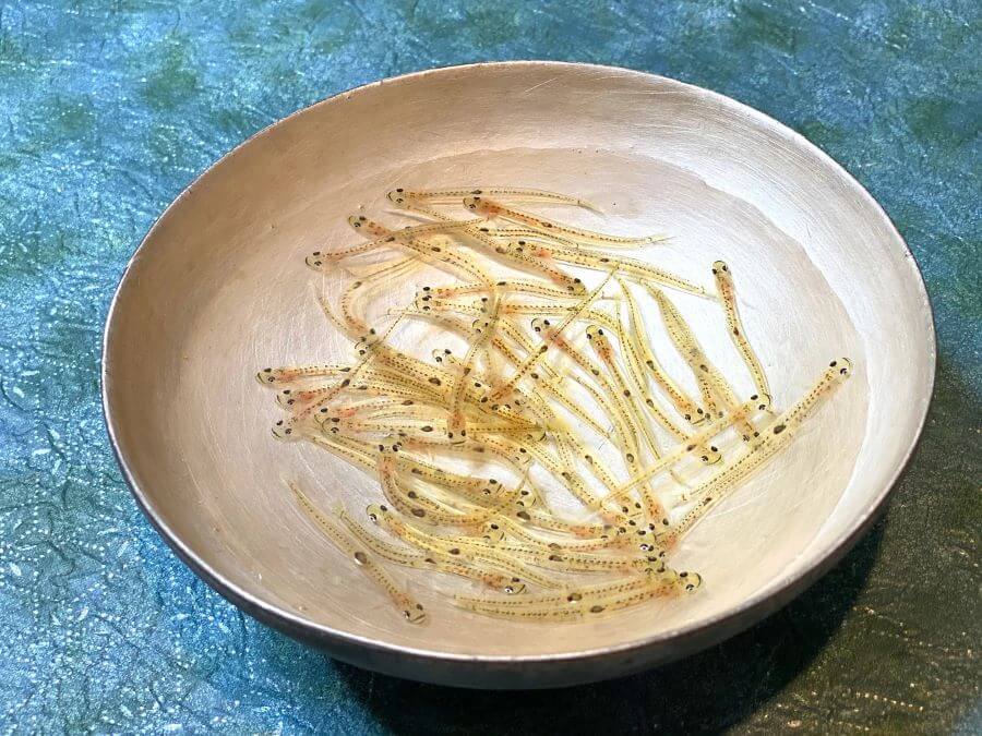 Shirouo no Odorigui không chỉ là một món ăn, mà còn là một trải nghiệm ẩm thực độc đáo cho chuyến du lịch Nhật Bản