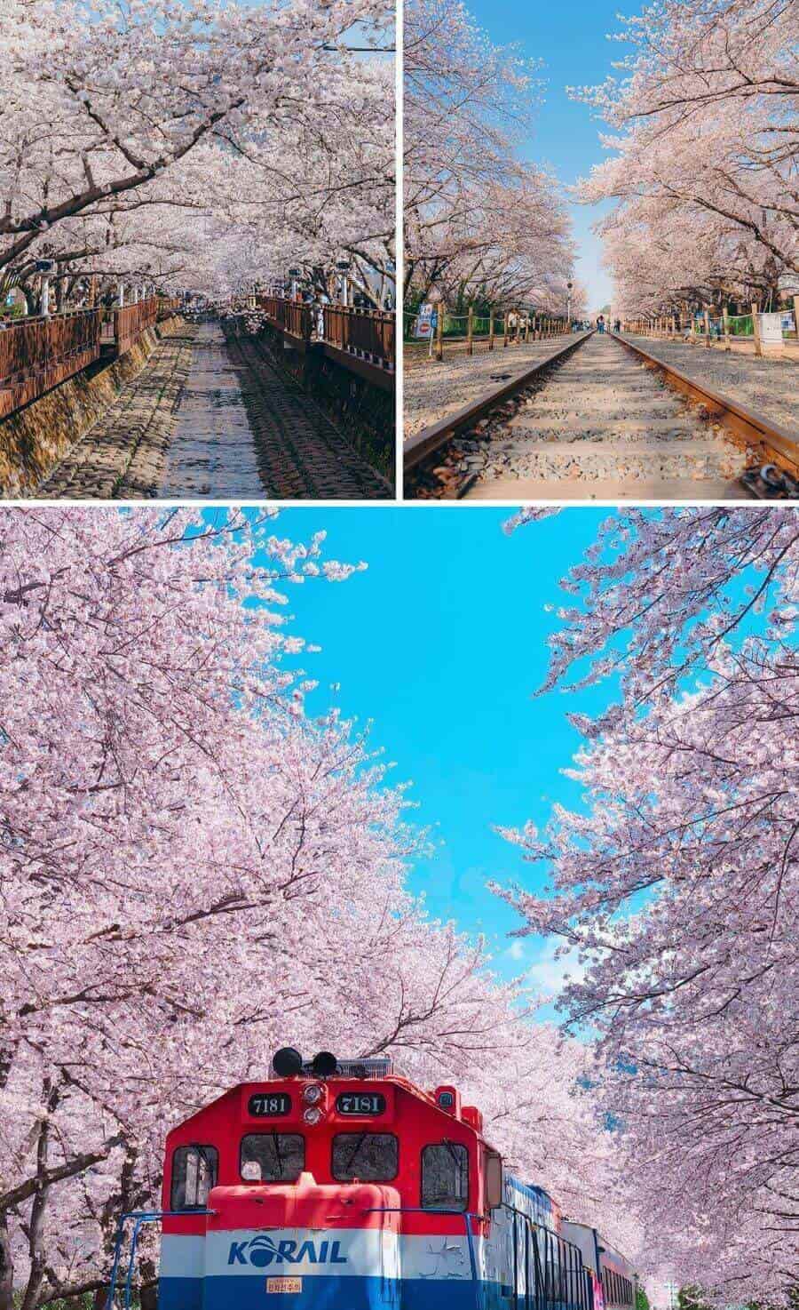 Thời điểm lý tưởng nhất để khám phá địa điểm du lịch Hàn Quốc này chính là mùa xuân