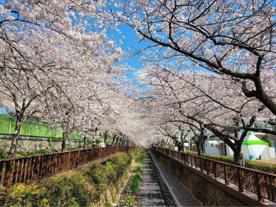 Suối Yeojwa mùa xuân quả thực là một khung cảnh nên thơ mà bất cứ ai yêu thiên nhiên cũng muốn một lần chiêm ngưỡng