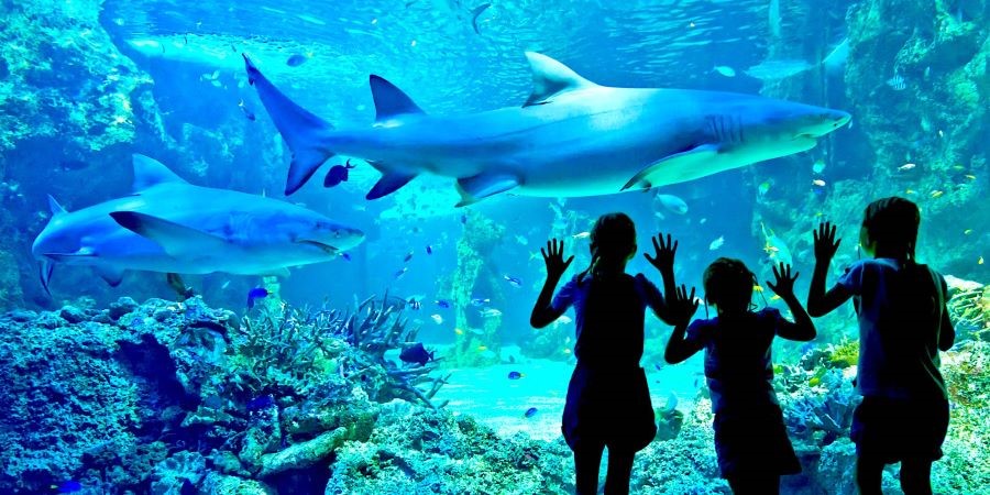 Bảo tàng hải dương học Sydney Aquarium - Thế giới biển cả thu nhỏ tại Úc