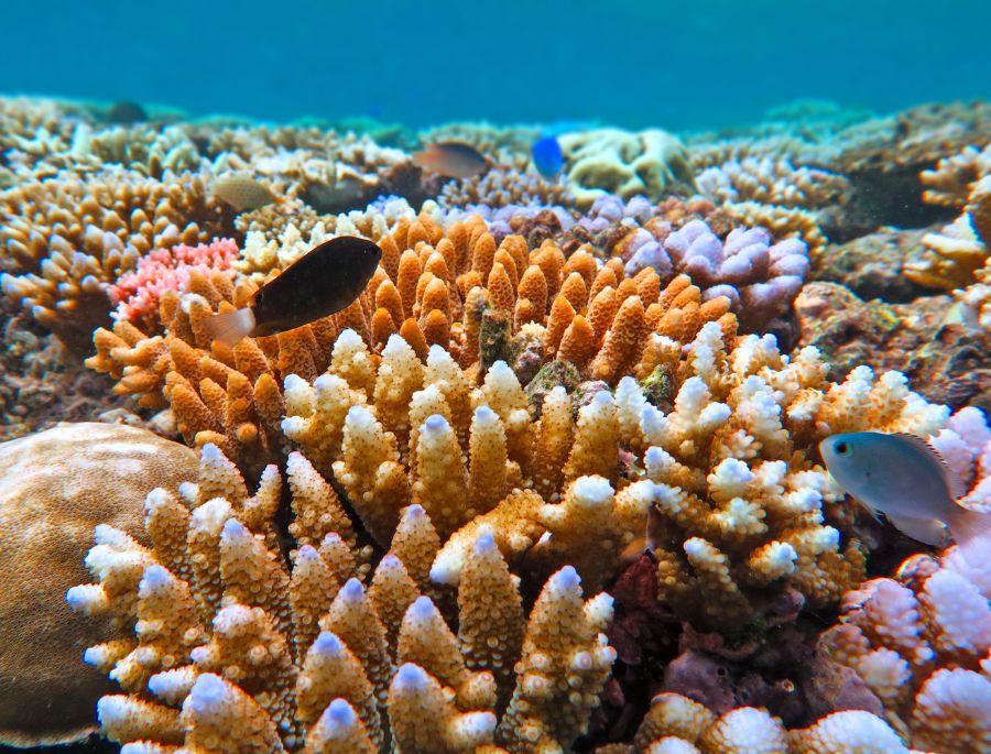 Hệ thống san hô tuyệt đẹp tại Great Barrier Reef