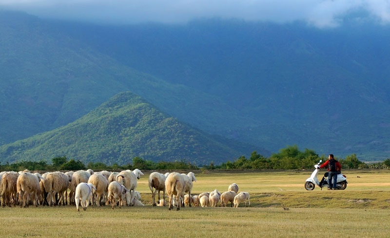 "Thảo nguyên Mông Cổ" đẹp như mơ ở đất Ninh Thuận