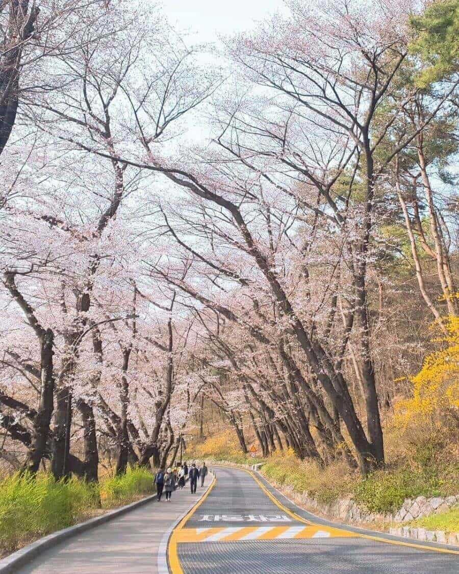 Tháp Namsan mùa xuân đón chào khách du lịch Hàn Quốc với tiết trời mát mẻ và dễ chịu