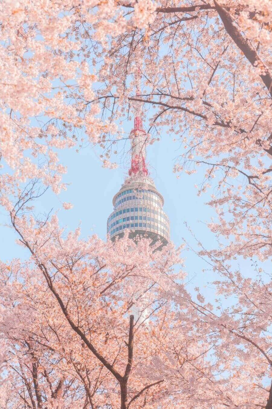 Tháp Namsan mùa xuân không chỉ là một điểm đến, mà là một trải nghiệm tuyệt vời, một bức tranh tuyệt đẹp của thiên nhiên