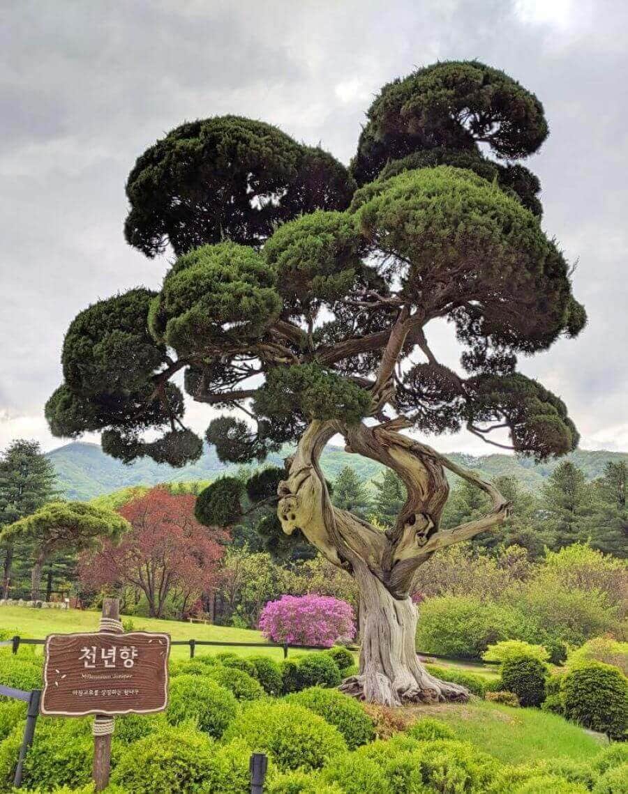 Với tuổi đời lên đến hàng nghìn năm, Millennium Juniper là một biểu tượng của sự trường tồn, sức sống mãnh liệt và vẻ đẹp cổ kính