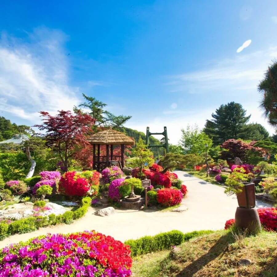 Không khí mùa xuân tại The Garden of Morning Calm tràn ngập hương thơm ngọt ngào của hoa cỏ