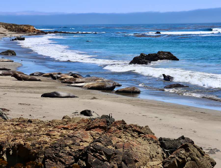 Bicheno nổi tiếng với những đàn hải cẩu lớn sinh sống trên những tảng đá ven biển cạnh thị trấn