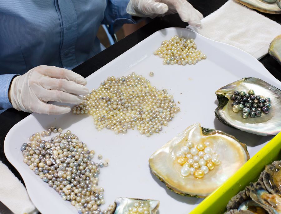 Những viên ngọc trai tại Broome có sự đa dạng về màu sắc và kích thước