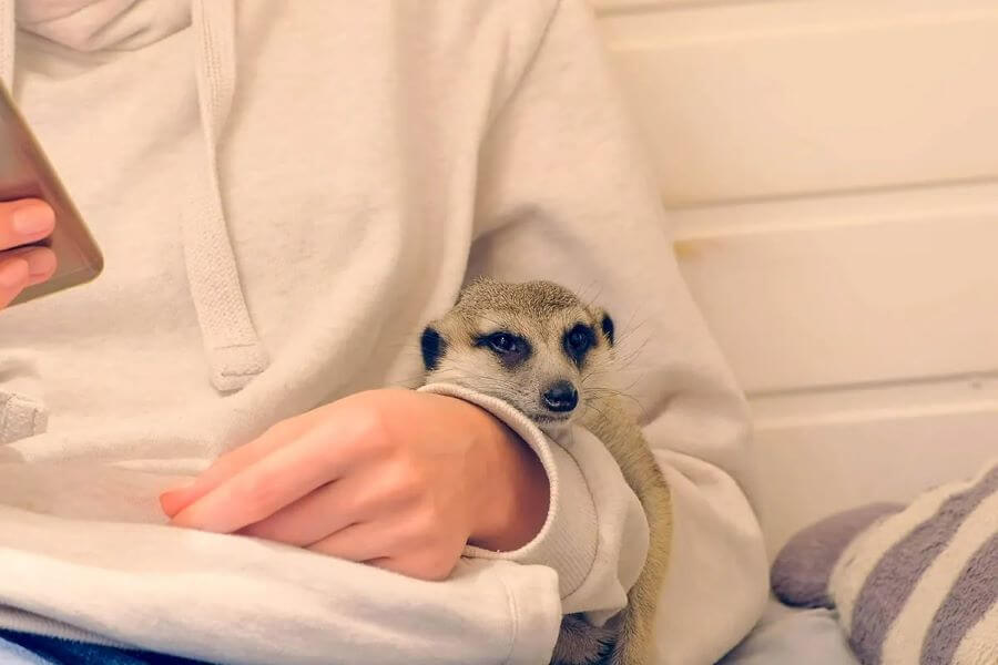 Meerkat Friends tại Hongdae là một sự lựa chọn tuyệt vời cho chuyến du lịch Seoul sắp tới