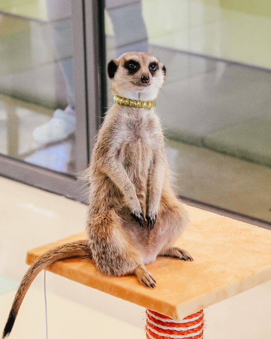 Không gian quán được thiết kế với nhiều góc nhỏ xinh để bạn có thể ngồi thư giãn và ngắm nhìn những chú meerkat đáng yêu