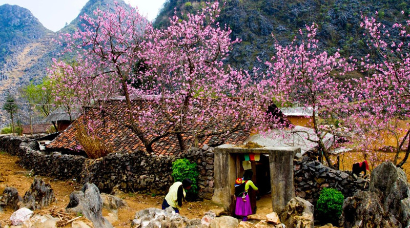 Chiêm ngưỡng "thiên đường hoa" trên cao nguyên đá Hà Giang