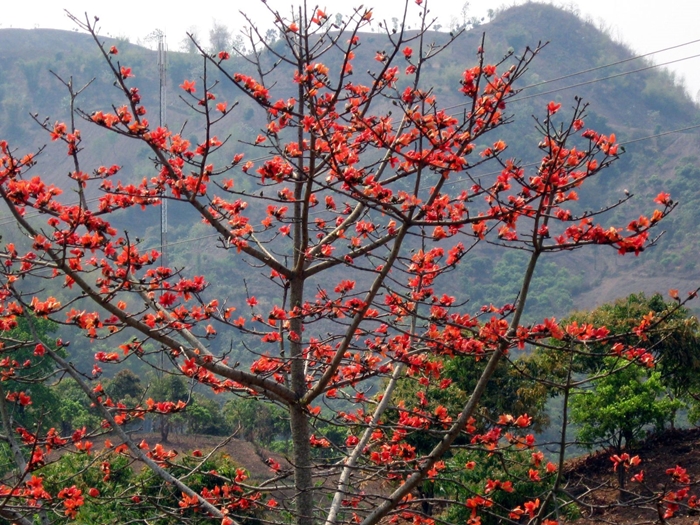 Chiêm ngưỡng "thiên đường hoa" trên cao nguyên đá Hà Giang