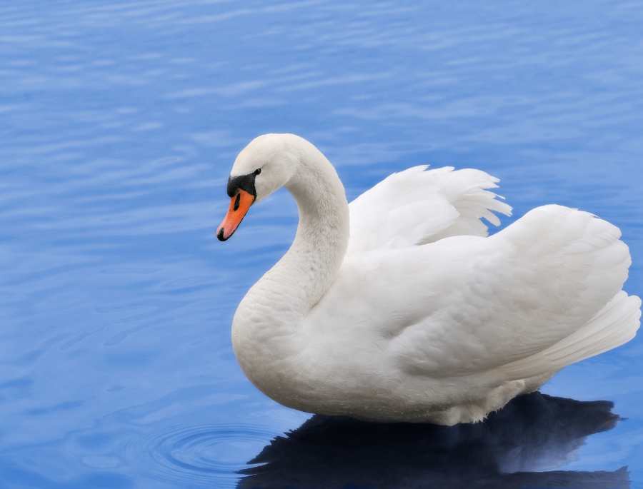 Thiên Nga Trắng là loài chim biểu tượng của Đan Mạch