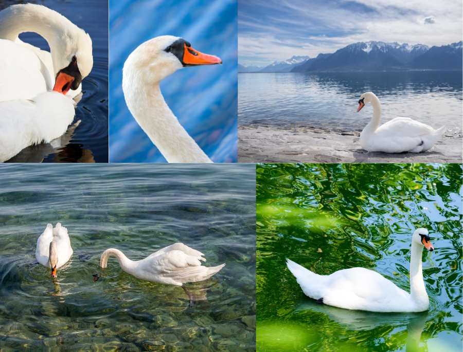 Hồ Minde Sø là một trong những địa điểm ngắm chim thiên nga đẹp nhất Đan Mạch