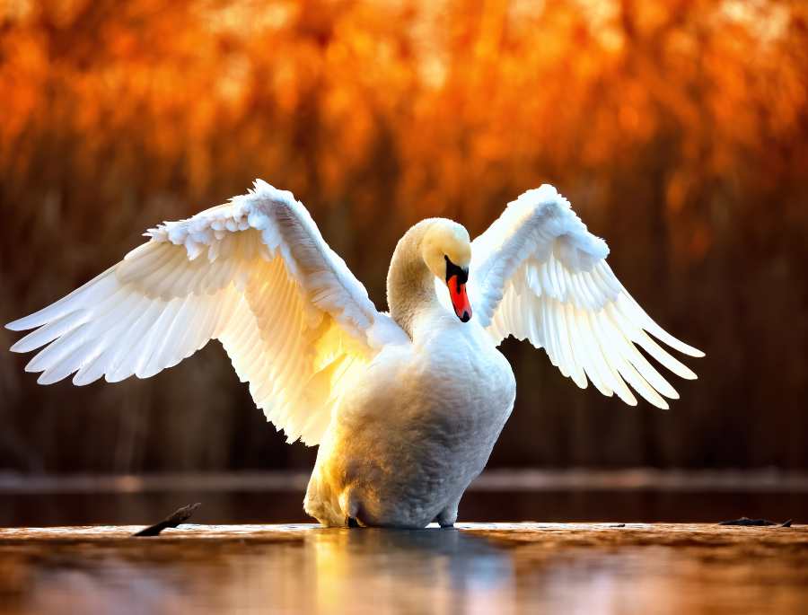  Khách du lịch rất thích được ngắm nhìn những chú chim thiên nga tại Đan Mạch