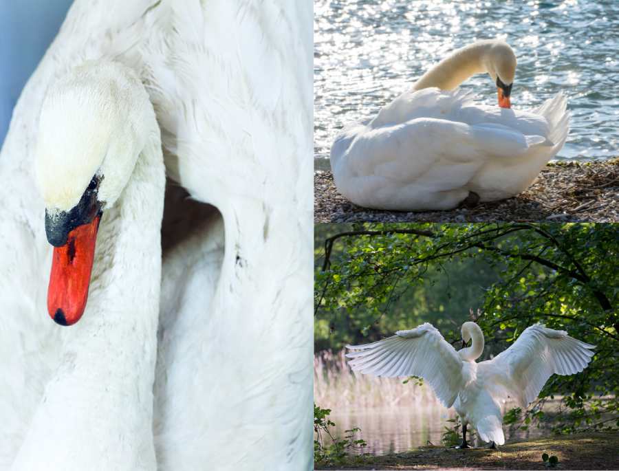 Thiên Nga Trắng toát lên vẻ đẹp thanh cao và quý phái với bộ lông màu trắng muốn