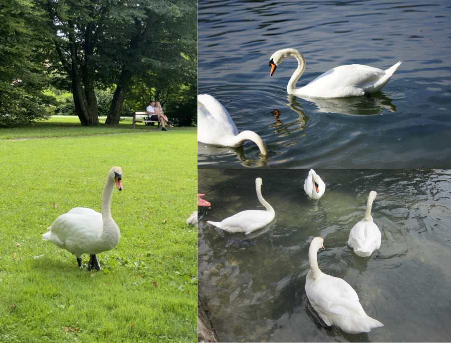 Chim thiên nga thường đi với nhau theo 1 cặp