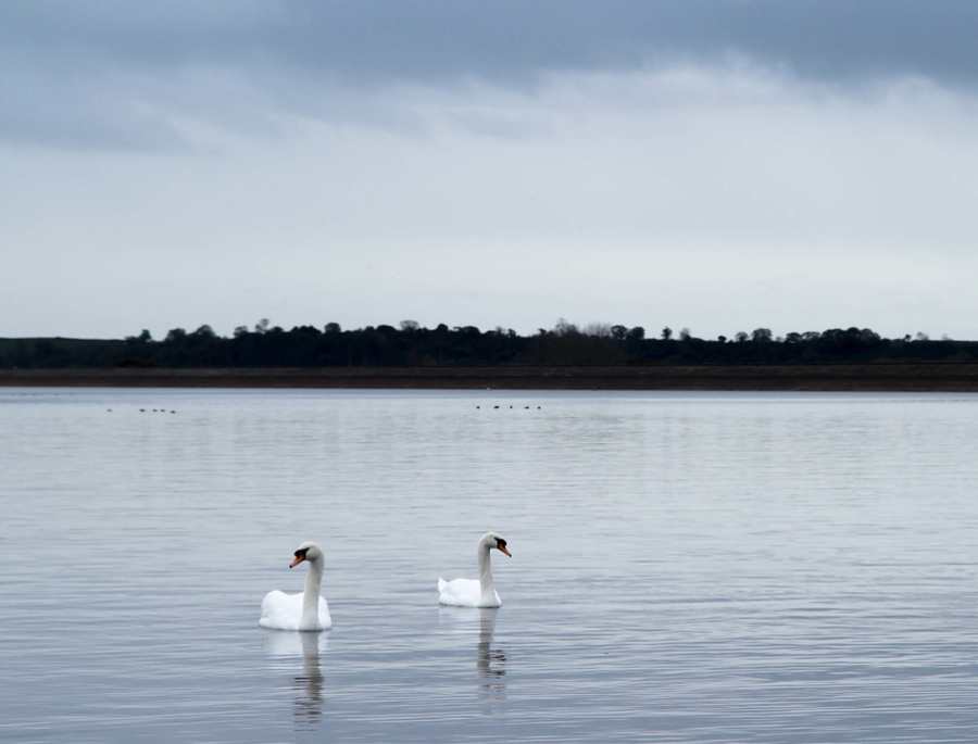 Những chú chim thiên nga thoải mái bơi lội tại lòng hồ rộng lớn