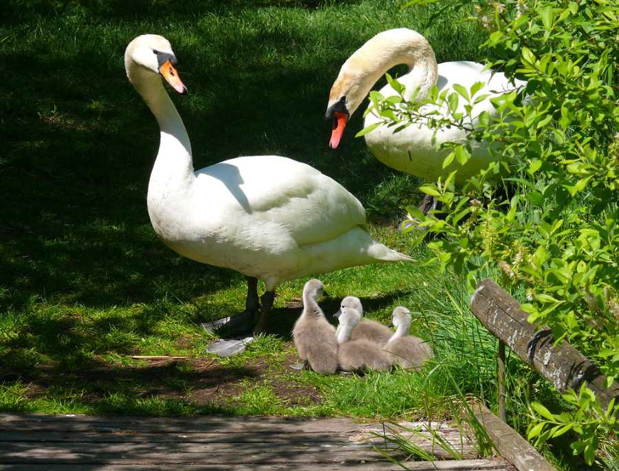  thiên nga trắng không chỉ có giá trị về mặt thẩm mỹ mà còn có ý nghĩa quan trọng đối với hệ sinh thái Đan Mạch