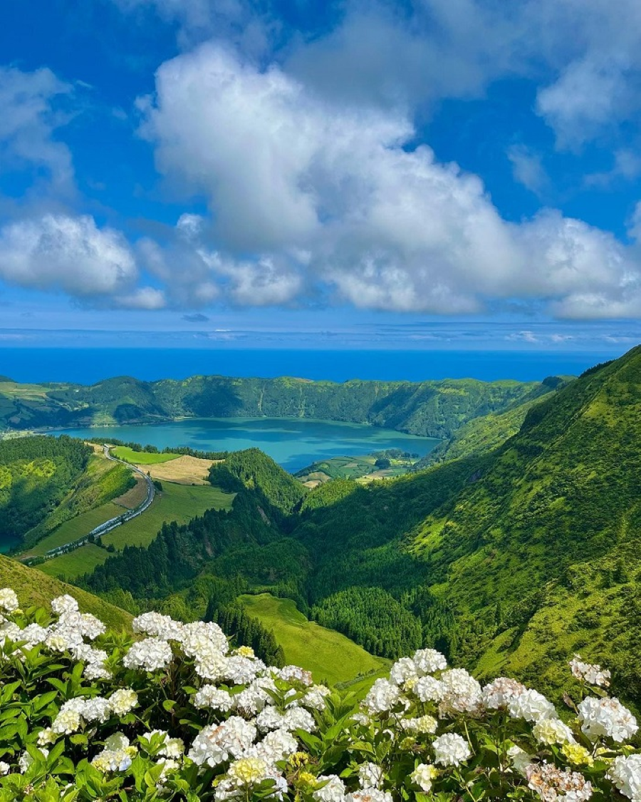 Hoa cẩm tú cầu ở đây không chỉ được trồng trong vườn nhà mà còn xuất hiện ở mọi nơi