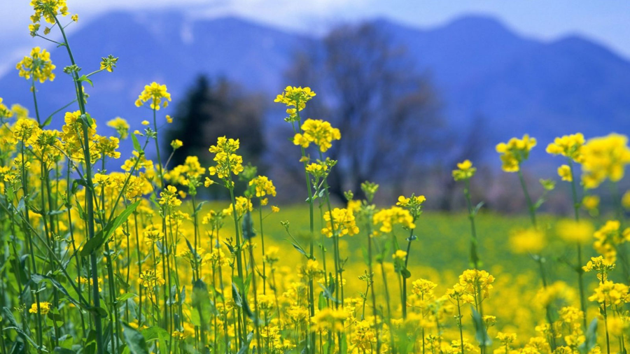 Nhắc đến những mùa hoa siêu đẹp tại Châu  u thì không thể bỏ qua mùa cải vàng Oberlausitz - miền Đông nước Đức