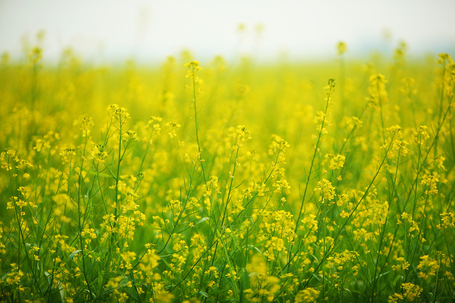 Những cánh đồng hoa vàng óng ả như những dải lụa mềm mại, tạo nên bức tranh phong cảnh vô cùng ấn tượng