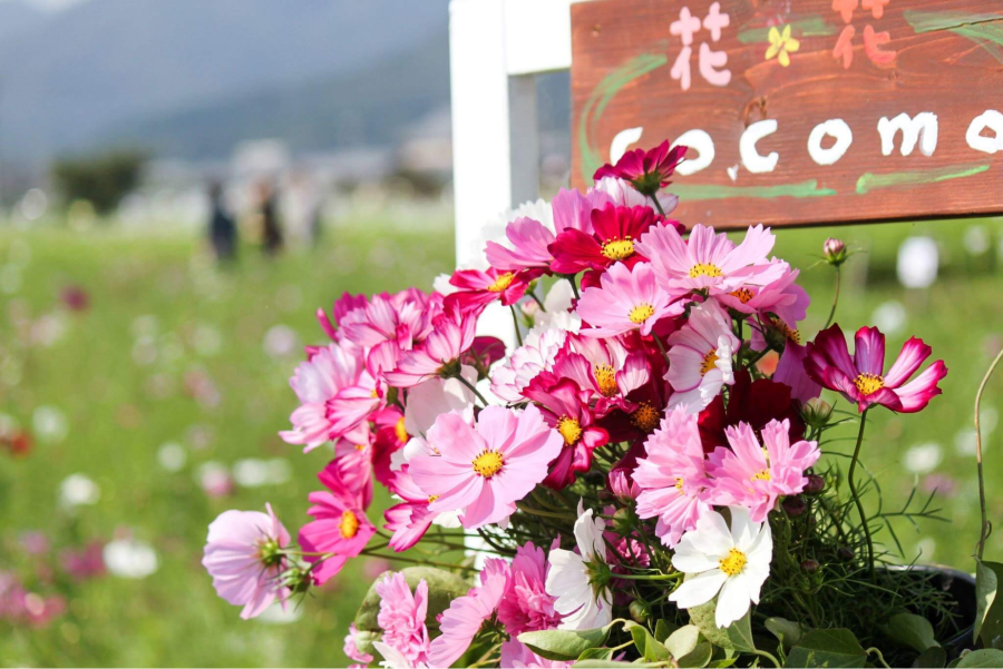 Mỗi bông hoa cosmos như một lời thì thầm về một mùa thu yên bình, về những ký ức đẹp đẽ