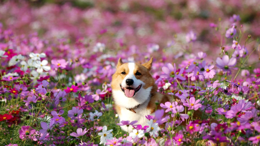 Hình ảnh những cánh đồng cosmos trải dài bất tận, lung linh dưới ánh nắng vàng nhạt khiến lòng người xao xuyến