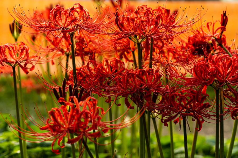 Bỉ ngạn - Loài hoa màu đỏ tươi, thường nở rộ vào giữa tháng 9 đến tháng 10, góp phần tô điểm cho đất trời mùa thu một sắc đỏ rực rỡ