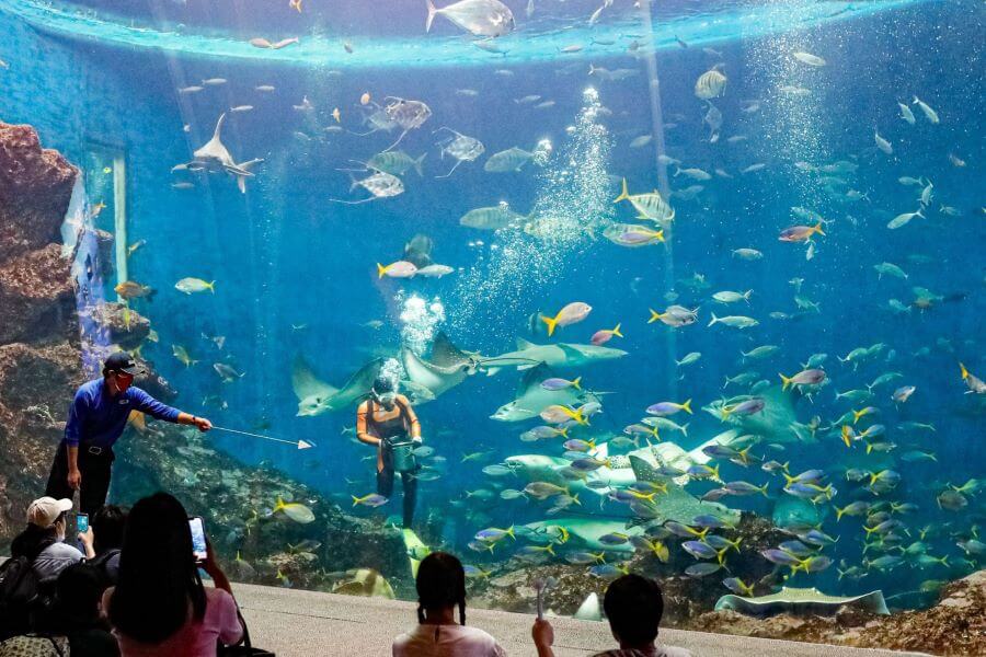 Thủy cung Kaiyukan Osaka còn mang đến những trải nghiệm độc đáo thông qua các chương trình biểu diễn hấp dẫn