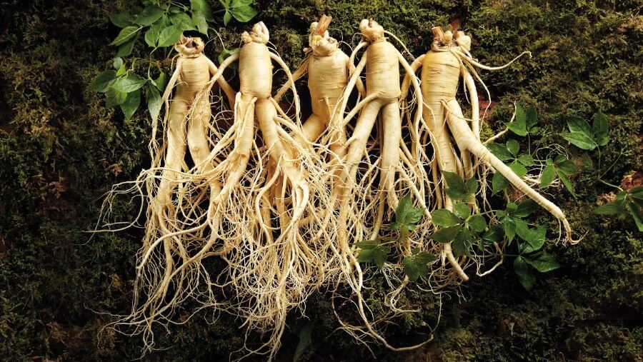 Không chỉ có giá trị về mặt sức khỏe, nhân sâm còn mang ý nghĩa văn hóa sâu sắc trong đời sống của người Hàn Quốc