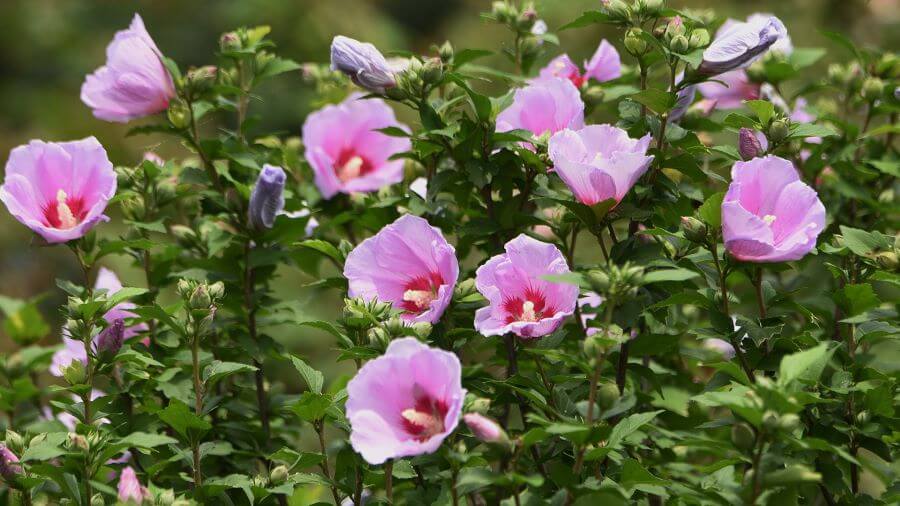 Hoa Mugunghwa thường nở rộ vào mùa hè, với nhiều màu sắc khác nhau