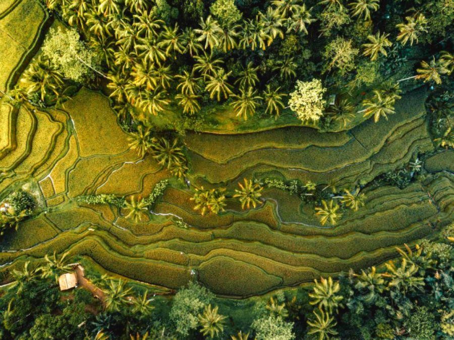 Vẻ đẹp mộc mạc, nên thơ mỗi khi chiều về của làng Ubud