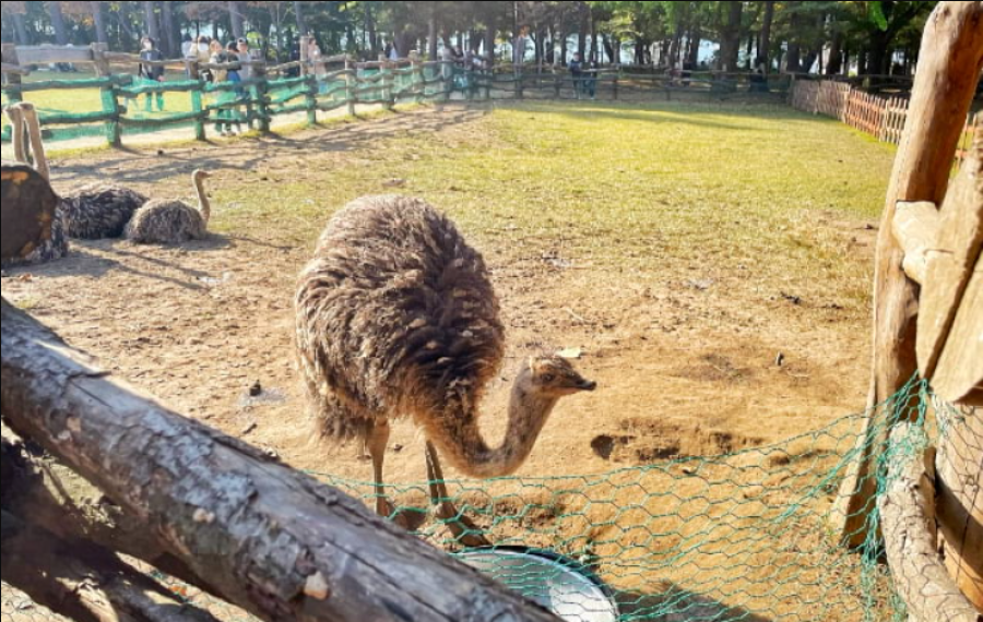 Những chú đà điểu ở đây vô cùng thân thiện và dễ thương