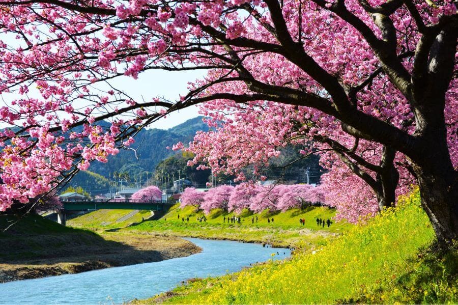 Thời điểm diễn ra lễ hội Hanami phụ thuộc vào thời điểm hoa anh đào nở rộ trên khắp nước Nhật