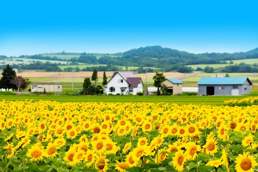 Những cánh đồng hoa hướng dương đẹp tựa tranh vẽ