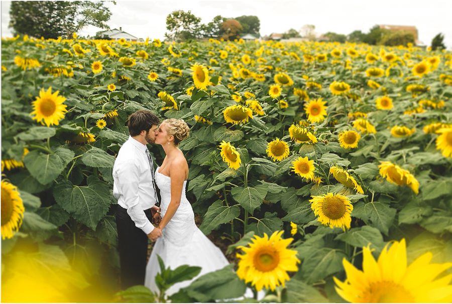 Cánh đồng hoa hướng dương là địa điểm chụp hình cưới của rất nhiều cặp đôi