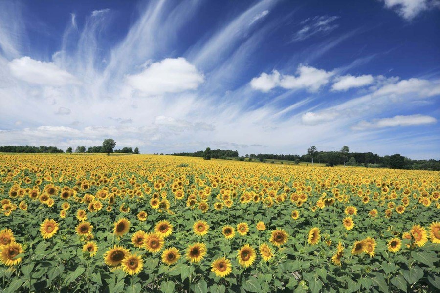 Không gian khu vườn hoa hướng dương vô cùng rộng lớn