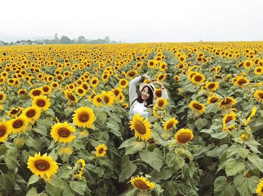 Du khách checkin cùng cánh đồng hoa hướng dương rộng lớn