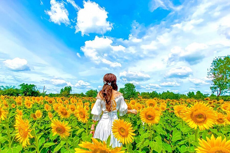 Những bông hoa hướng dương nổi bật trong nắng